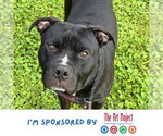 Small American Staffordshire Terrier