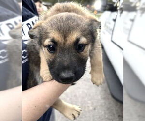 German Shepherd Dog-Unknown Mix Dogs for adoption in Houston, TX, USA