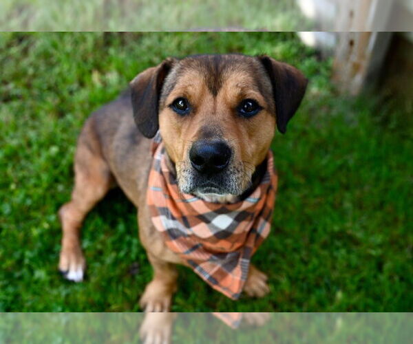 Medium Photo #10 Mutt Puppy For Sale in Gloversville, NY, USA