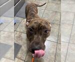 Small American Pit Bull Terrier Mix