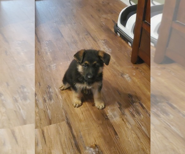 Medium Photo #6 German Shepherd Dog Puppy For Sale in AHOSKIE, NC, USA