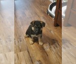 Small #5 German Shepherd Dog