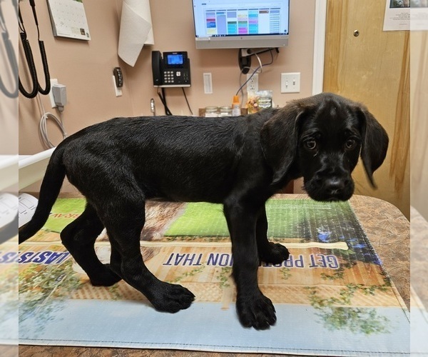Medium Photo #2 Black and Tan Coonhound-Goldendoodle Mix Puppy For Sale in STEPHENS CITY, VA, USA