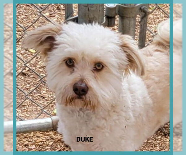 Medium Photo #2 Shih Tzu-Unknown Mix Puppy For Sale in Granbury, TX, USA