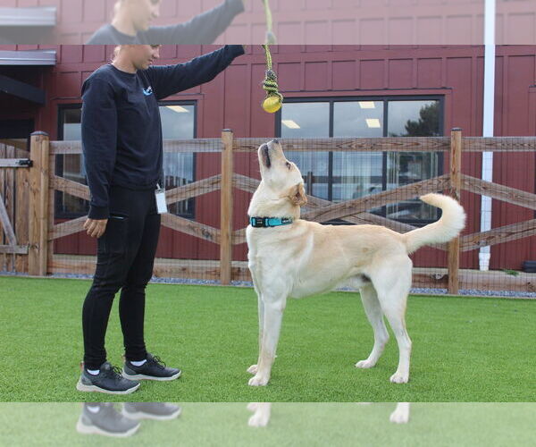 Medium Photo #2 Anatolian Shepherd-Labrador Retriever Mix Puppy For Sale in Chestertown, MD, USA