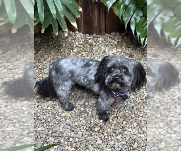 Medium Photo #2 Shih Tzu-Unknown Mix Puppy For Sale in Mundelein, IL, USA