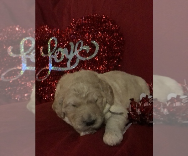 Medium Photo #35 Goldendoodle-Poodle (Standard) Mix Puppy For Sale in VACAVILLE, CA, USA