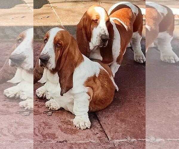 Medium Photo #19 Basset Hound Puppy For Sale in NEWBERN, TN, USA