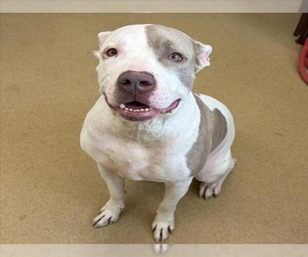 Medium Photo #1 American Pit Bull Terrier Puppy For Sale in Derwood, MD, USA
