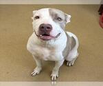 Small American Pit Bull Terrier