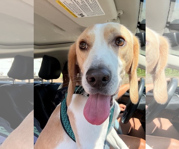 Medium Photo #1 Beagle-Unknown Mix Puppy For Sale in Woodbury, NY, USA