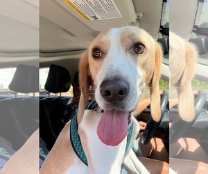 Beagle-Unknown Mix Dogs for adoption in Woodbury, NY, USA