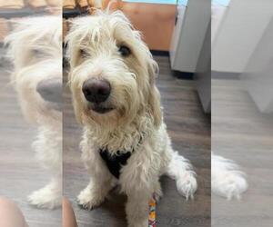 Noodles - Male Poodle (Standard)-Unknown Mix Dog for Adoption - Photo #4
