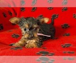 Puppy Ms Pink Yorkshire Terrier