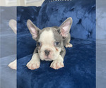 Small Photo #18 French Bulldog Puppy For Sale in COLORADO SPRINGS, CO, USA