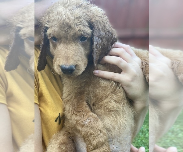 Medium Photo #2 Goldendoodle Puppy For Sale in STRONGSVILLE, OH, USA