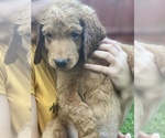 Small Photo #2 Goldendoodle Puppy For Sale in STRONGSVILLE, OH, USA
