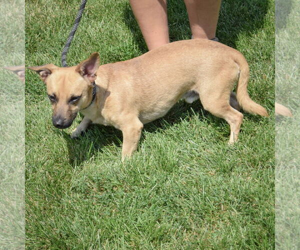 Medium Photo #4 Dachshund-Jack Russell Terrier Mix Puppy For Sale in Huntley, IL, USA