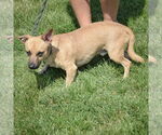 Small #3 Dachshund-Jack Russell Terrier Mix
