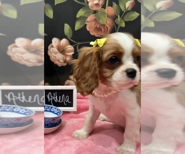 Medium Photo #1 Cavalier King Charles Spaniel Puppy For Sale in ABILENE, TX, USA