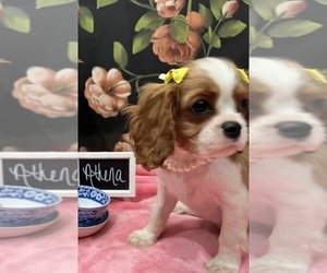 Cavalier King Charles Spaniel Puppy for sale in ABILENE, TX, USA