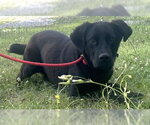 Small #1 Labrador Retriever Mix