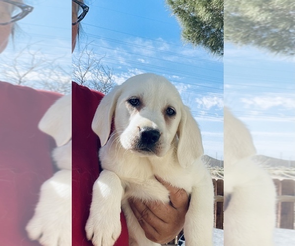 Medium Photo #6 Labrador Retriever Puppy For Sale in PALMDALE, CA, USA