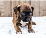 Small #2 Boxer