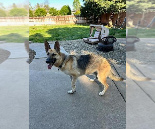 Medium Photo #5 German Shepherd Dog Puppy For Sale in Modesto, CA, USA
