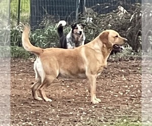 Father of the Labrador Retriever puppies born on 10/07/2025