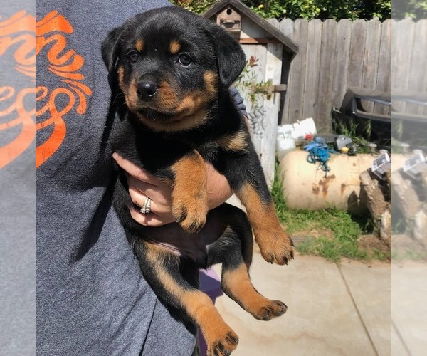 Medium Photo #1 Rottweiler Puppy For Sale in NIPOMO, CA, USA