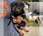 Small Photo #1 Rottweiler Puppy For Sale in NIPOMO, CA, USA