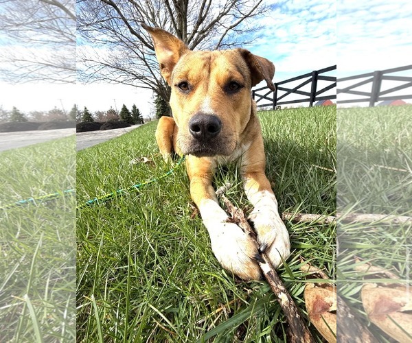 Medium Photo #8 American Pit Bull Terrier-Unknown Mix Puppy For Sale in Germantown, OH, USA