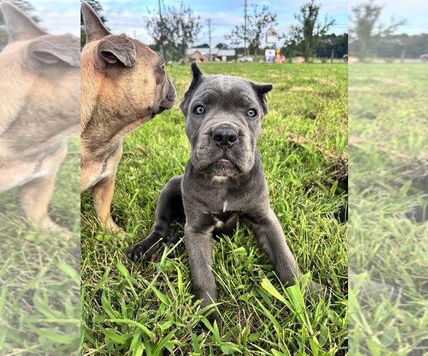 Medium Photo #7 Cane Corso Puppy For Sale in CLARKRANGE, TN, USA