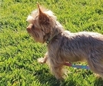 Small Photo #1 Yorkshire Terrier Puppy For Sale in KINGMAN, AZ, USA