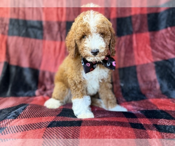 Medium Photo #7 Poodle (Miniature) Puppy For Sale in LAKELAND, FL, USA