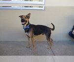 Small #1 Mutt