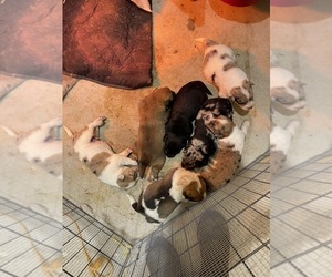 Texas Heeler Puppy for sale in FRED, VA, USA