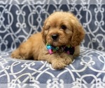 Small Photo #11 Cavapoo Puppy For Sale in LAKELAND, FL, USA