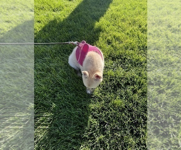 Medium Photo #112 Pomsky Puppy For Sale in LOVELAND, CO, USA