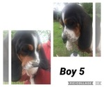Small Photo #6 Basset Hound Puppy For Sale in LEAVENWORTH, KS, USA
