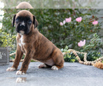 Small #1 Boxer