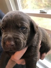 Labrador Retriever Puppy for sale in EATONTON, GA, USA