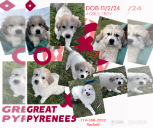 Great Pyrenees Puppy for sale in MIDDLETON, ID, USA