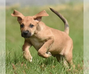 Linus - Male Australian Shepherd-Beagle Mix Dog for Adoption - Photo #6
