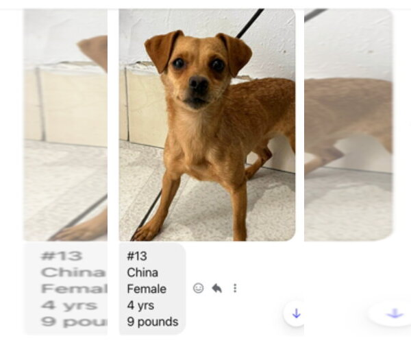 Medium Photo #2 Chihuahua Puppy For Sale in Seattle, WA, USA