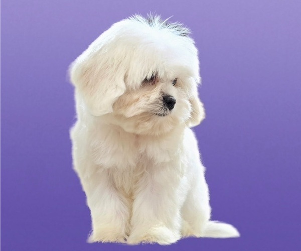 Medium Photo #19 Maltese-Zuchon Mix Puppy For Sale in SAN DIEGO, CA, USA