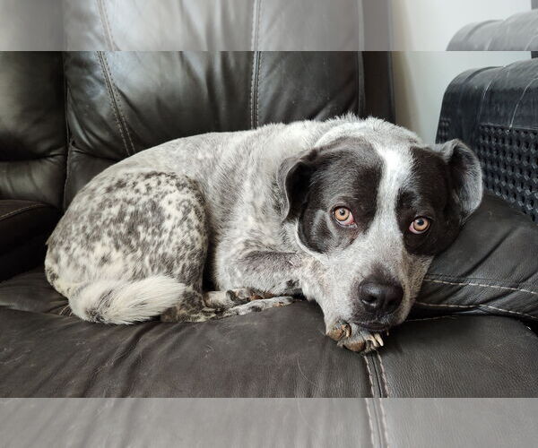 Medium Photo #5 Mutt Puppy For Sale in Garden City, NY, USA