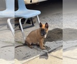 Small #2 Malinois