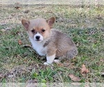 Small #5 Pembroke Welsh Corgi